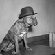 Illustration for article titled Even In The 1900s, Humans Were Obsessed With Photos Of Dogs In Clothes